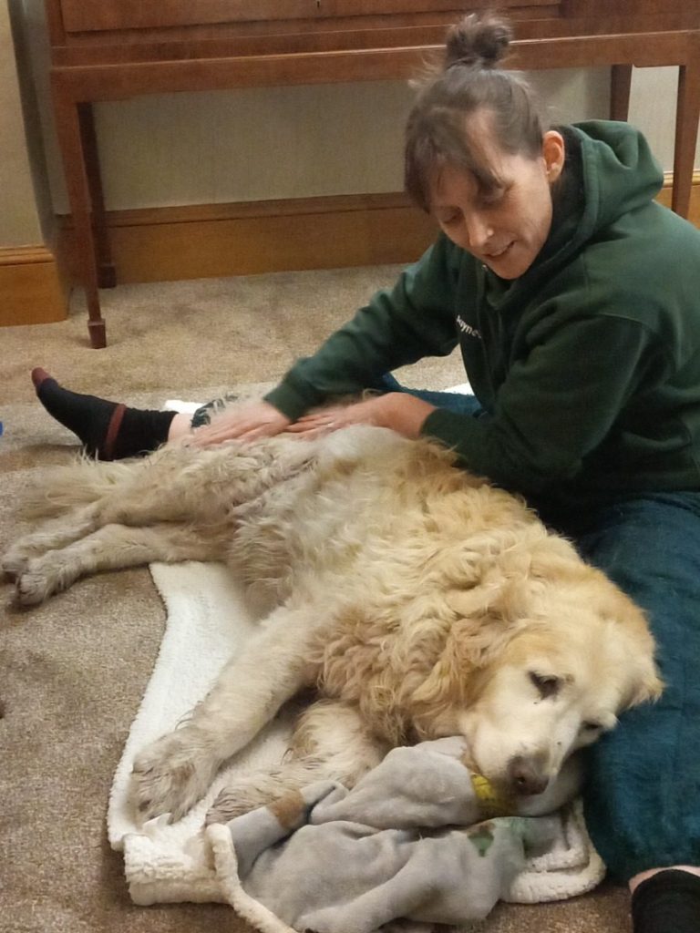 Canine Massage for dogs with arthritis Bingley West Yorkshire