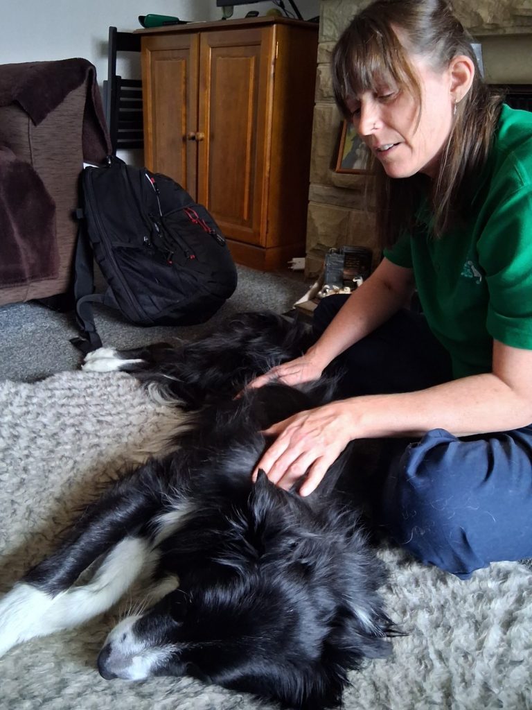 Relaxing dog massage Canine Massage for dogs with arthritis around West Yorkshire
